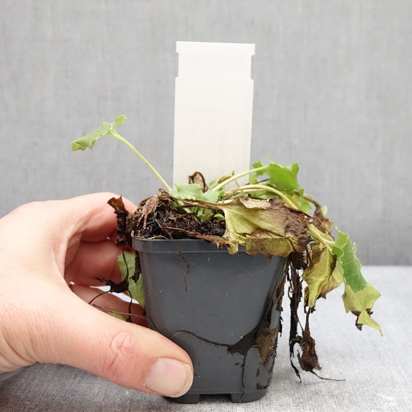 Spécimen de Doronicum orientale Finesse - Doronic Godet de 8/9 cm tel que livré en hiver