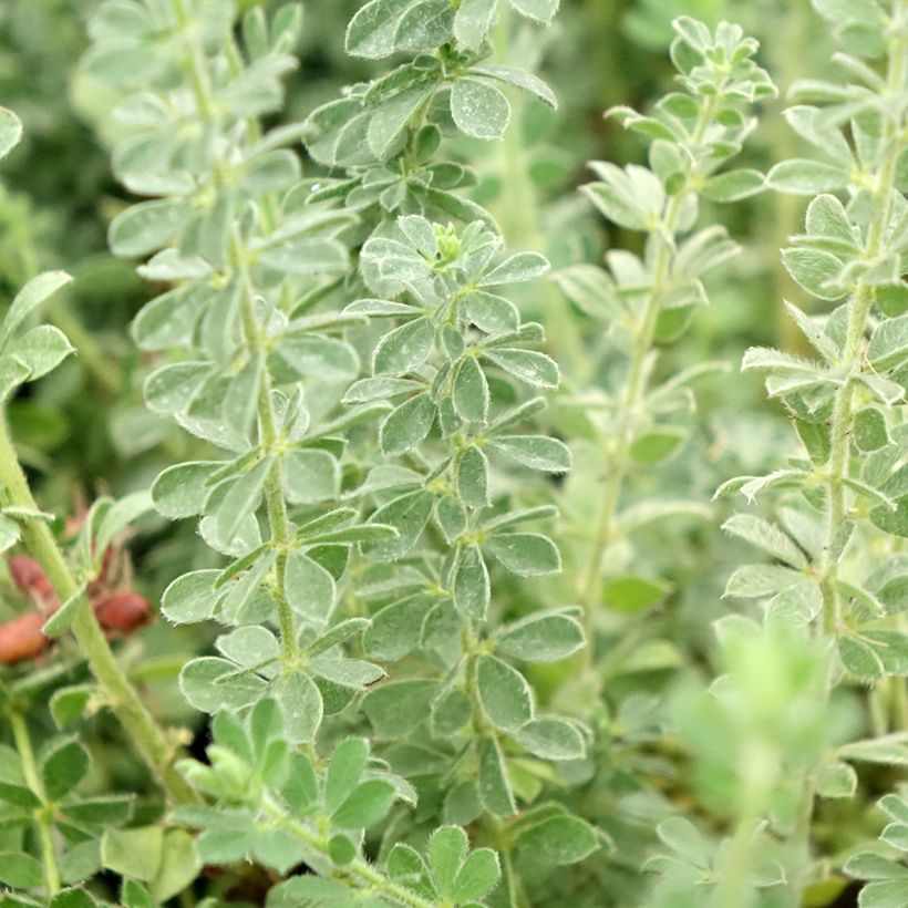 Dorycnium hirsutum Frejorgues (Feuillage)