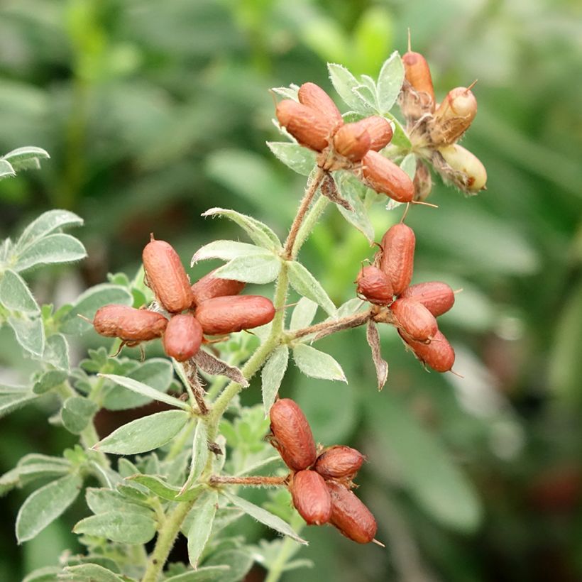 Dorycnium hirsutum Frejorgues (Récolte)