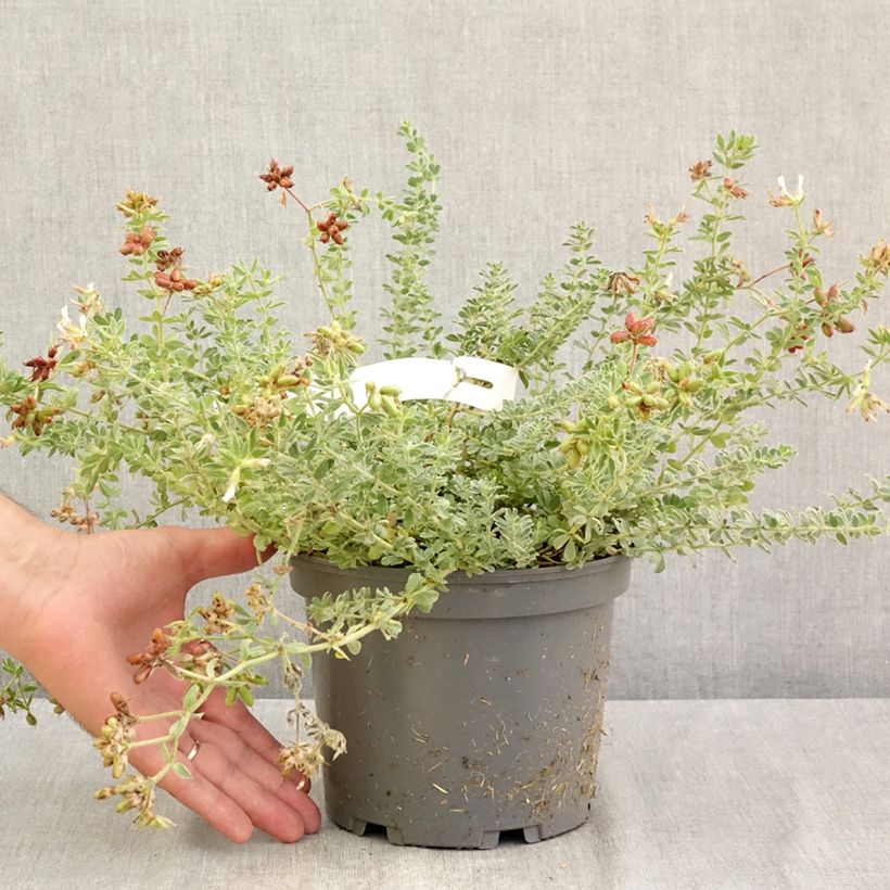 Spécimen de Dorycnium hirsutum Frejorgues Pot de 3L/4L tel que livré en été