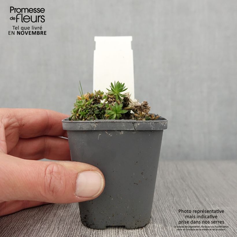 Spécimen de Draba sakurai - Drave de Sakuraï Godet de 8/9 cm tel que livré en automne
