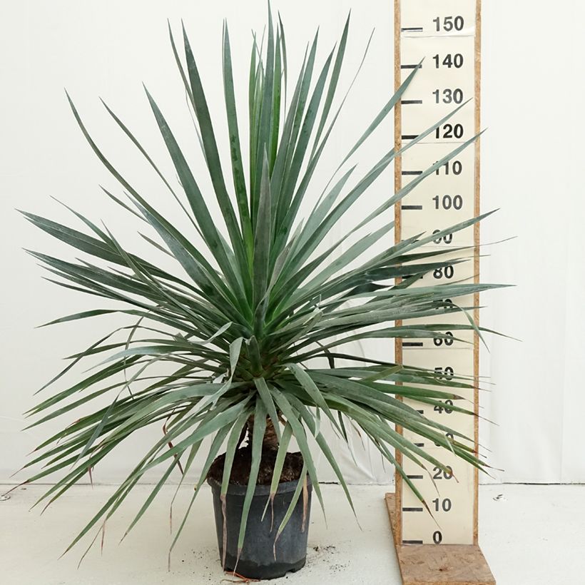 Spécimen de Dracaena draco - Dragonnier des Canaries Pot de 18L/20L tel que livré en automne