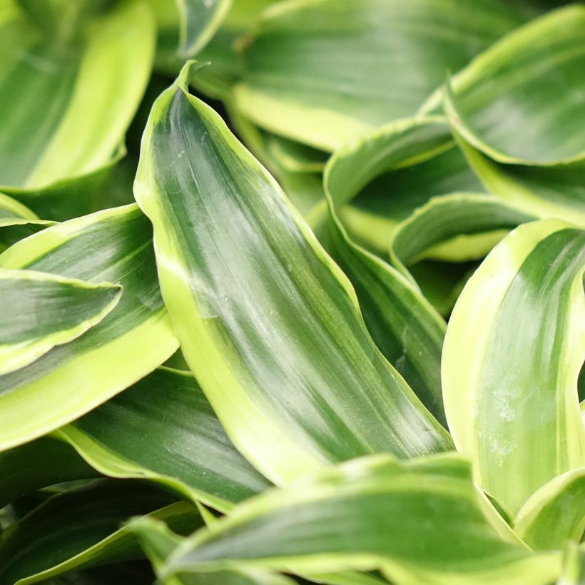 Dracaena Dragontree Tornado - Tronchetto della Felicità (Fogliame)