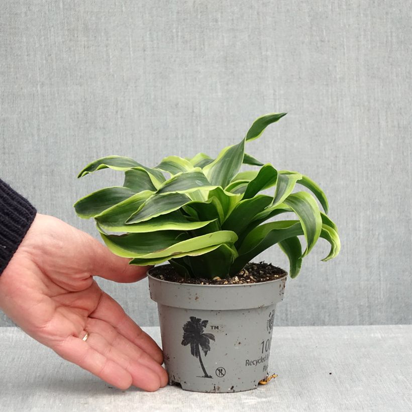 Dracaena Dragontree Tornado - Tronchetto della Felicità Vaso da Ø 12 cm / 13 cm esemplare consegnato in primavera
