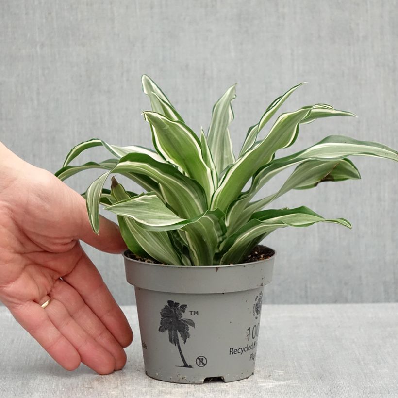 Dracaena Kanzi - Tronchetto della Felicità Vaso da Ø 12 cm / 13 cm esemplare consegnato in primavera