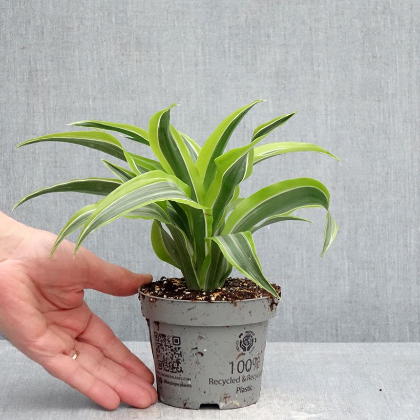 Dracaena Lemon Surprise - Tronchetto della Felicità Vaso da Ø 12 cm / 13 cm esemplare consegnato in primavera