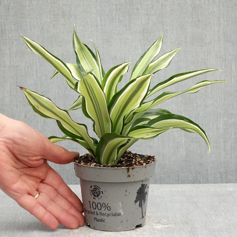 Exemplar von Dracaena Malaika - Drachenbaum Topf 12 cm / 13 cm wie im Frühjahr geliefert