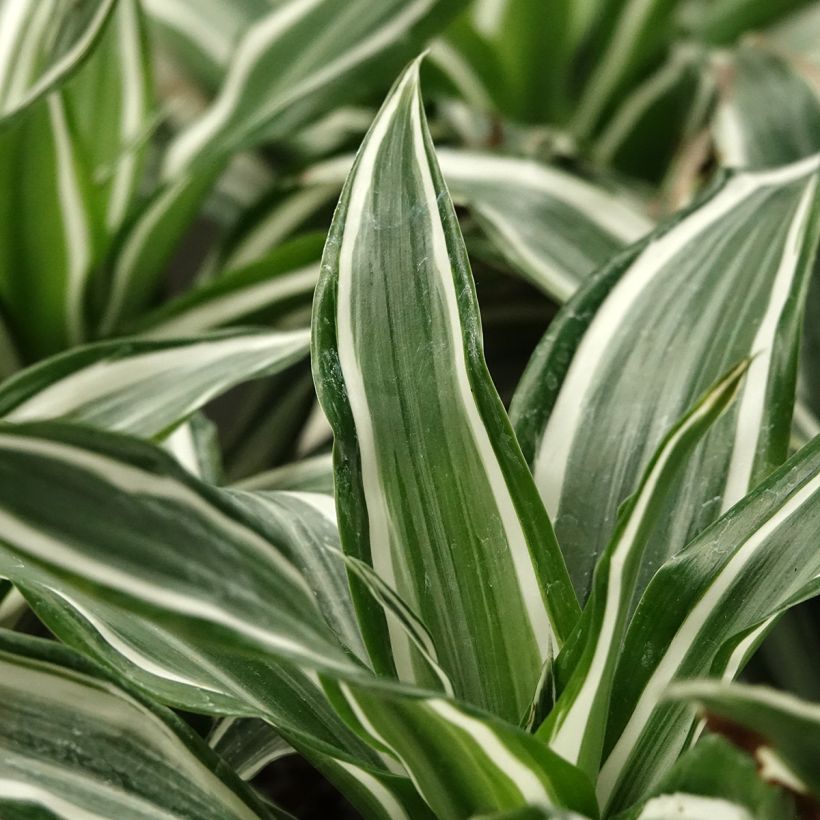 Dracaena White Jewel - Dragonnier (Feuillage)