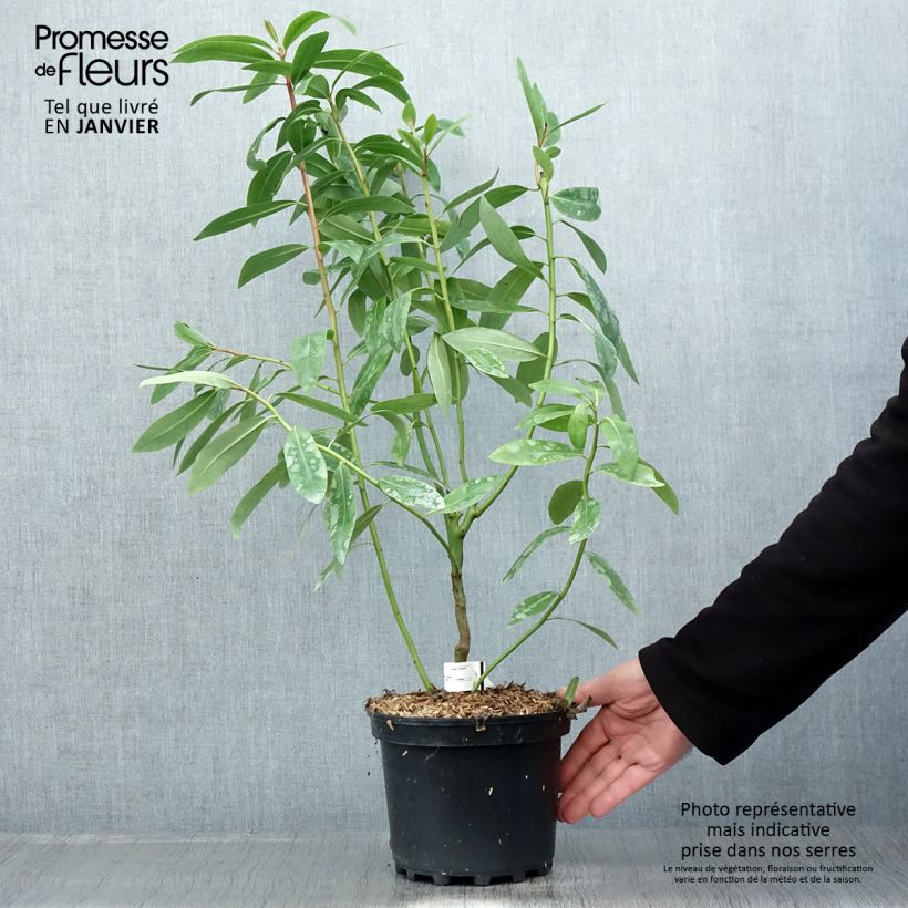 Spécimen de Drimys winteri - Cannelle de Magellan Pot de 3L/4L tel que livré en hiver