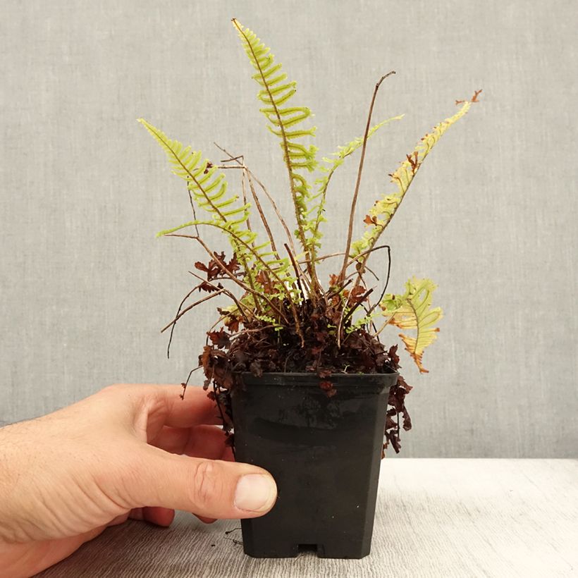 Spécimen de Dryopteris affinis Cristata ou The King - Fausse Fougère mâle Godet de 8/9 cm tel que livré en automne