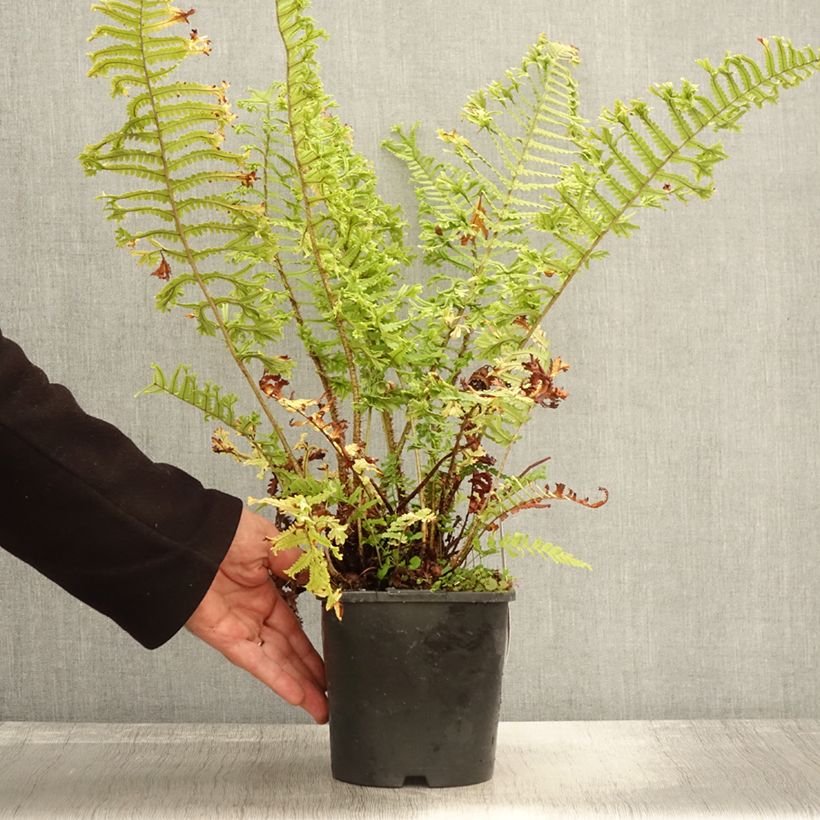 Spécimen de Dryopteris affinis Cristata ou The King - Fausse Fougère mâle Pot de 2L/3L tel que livré en automne