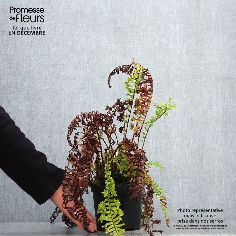 Spécimen de Dryopteris affinis Cristata ou The King - Fausse Fougère mâle Pot de 2L/3L tel que livré en hiver