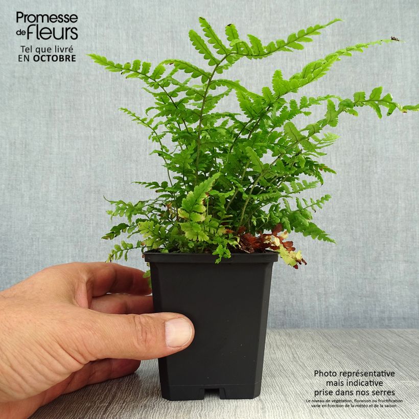 Spécimen de Dryopteris affinis - Fougère Godet de 8/9 cm tel que livré en automne