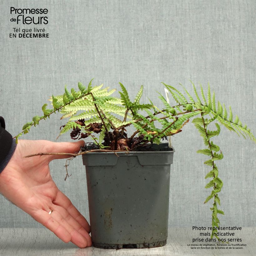 Spécimen de Dryopteris affinis - Fougère Pot de 2L/3L tel que livré en hiver