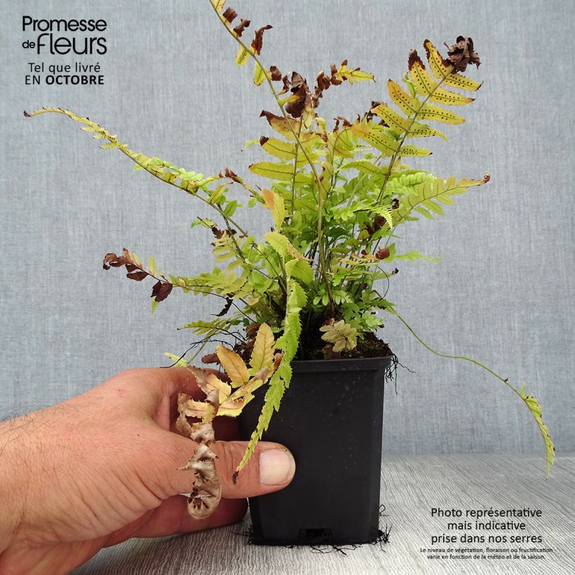 Spécimen de Dryopteris atrata ou cycadina - Fougère Godet de 8/9 cm tel que livré en automne