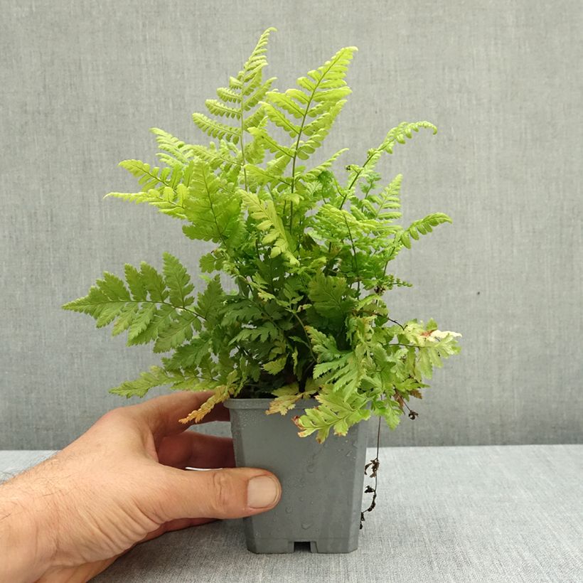 Spécimen de Dryopteris carthusiana - Fougère ou Dryoptéride des chartreux Godet de 8/9 cm tel que livré en automne