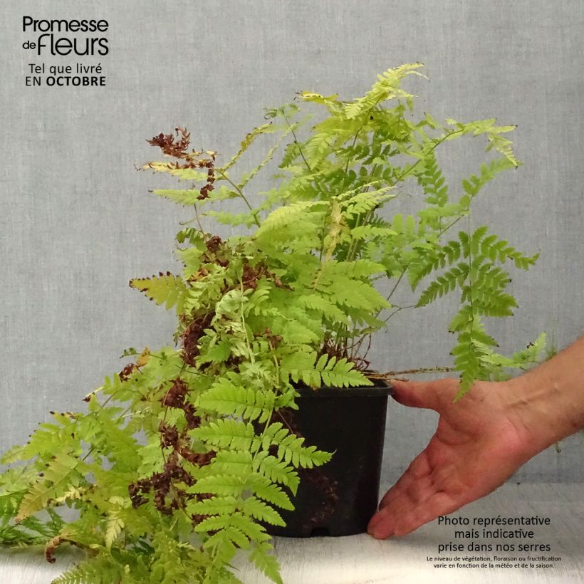 Spécimen de Dryopteris carthusiana - Fougère ou Dryoptéride des chartreux Pot de 2L/3L tel que livré en automne