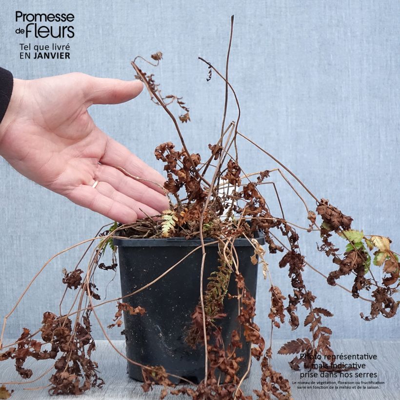 Spécimen de Dryopteris carthusiana - Fougère ou Dryoptéride des chartreux Pot de 2L/3L tel que livré en hiver