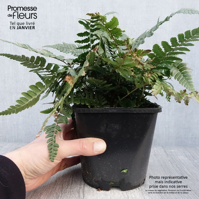 Spécimen de Dryopteris championii - Fougère persistante Pot de 2L/3L tel que livré en hiver