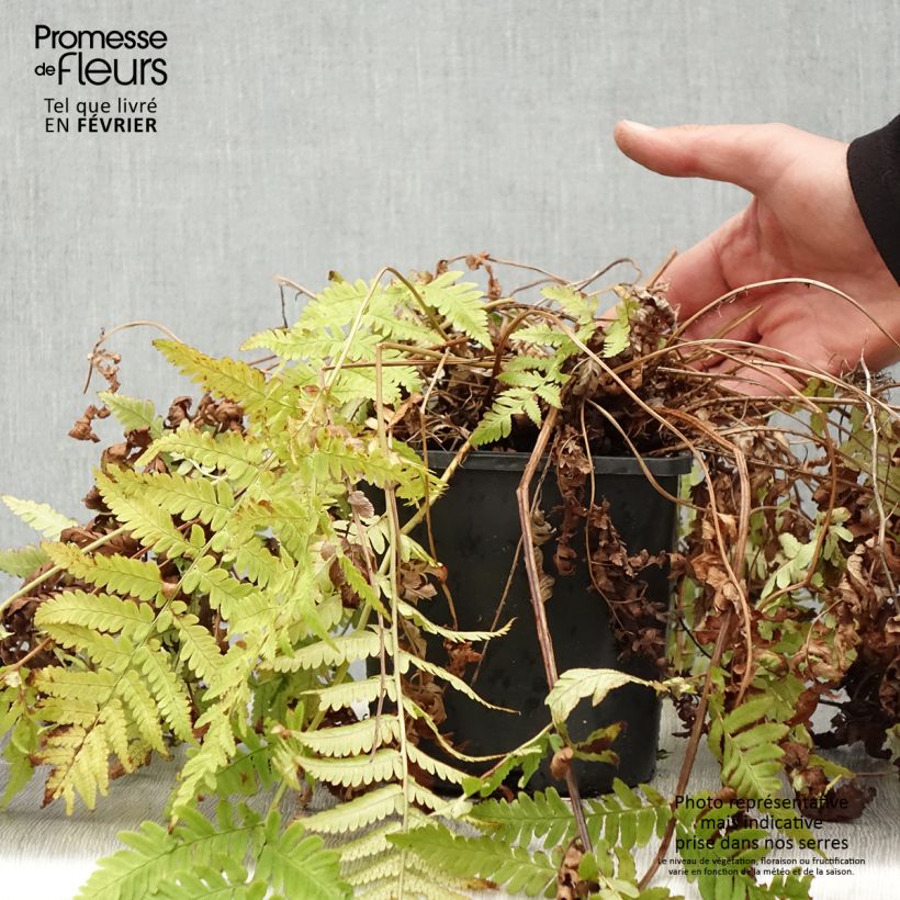 Spécimen de Dryopteris coreano-montana - Fougère Pot de 2L/3L tel que livré en hiver