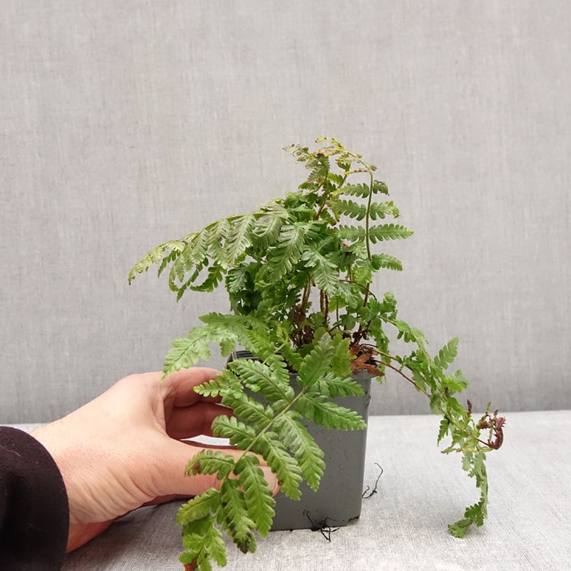Spécimen de Dryopteris crassirhizoma - Fougère Godet de 8/9 cm tel que livré en hiver