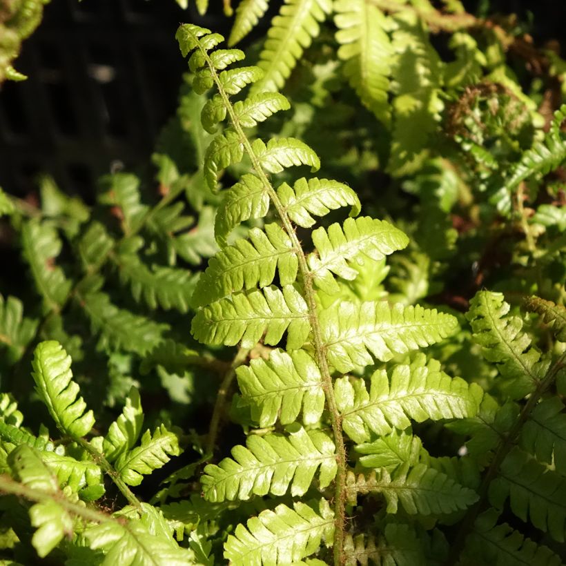 Dryopteris crassirhizoma - Fougère (Feuillage)