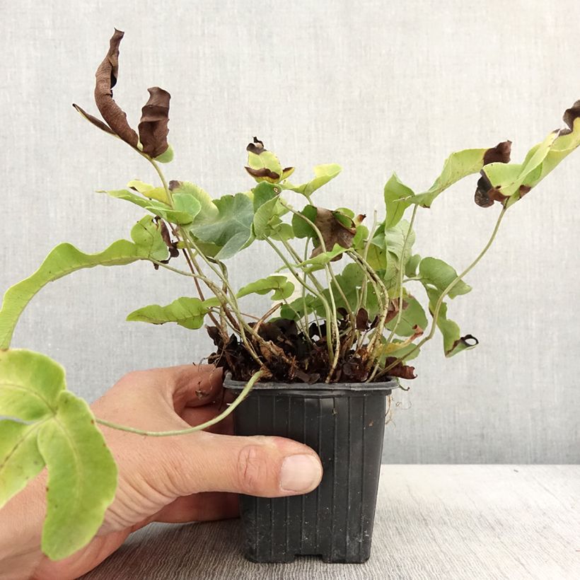 Spécimen de Dryopteris dilatata Crispa Whiteside - Fougère Godet de 8/9 cm tel que livré en automne