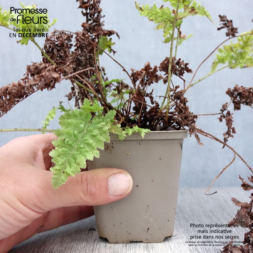 Spécimen de Dryopteris dilatata Crispa Whiteside - Fougère Godet de 8/9 cm tel que livré en hiver