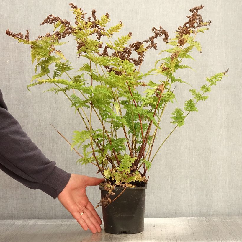 Spécimen de Dryopteris dilatata Crispa Whiteside - Fougère Pot de 2L/3L tel que livré en automne