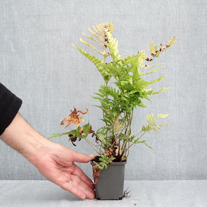 Spécimen de Dryopteris erythrosora Prolifica - Fougère à sores rouges  Godet de 8/9 cm tel que livré en automne