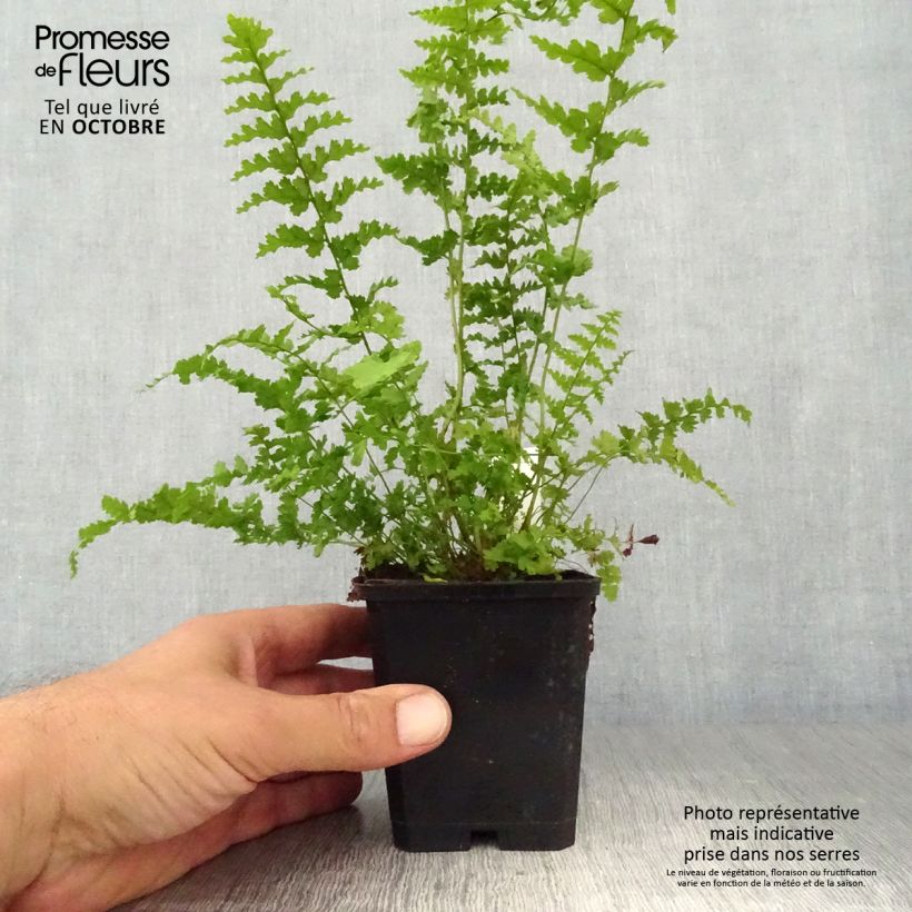 Spécimen de Dryopteris filix-mas Barnesii - Fougère mâle Godet de 8/9 cm tel que livré en automne