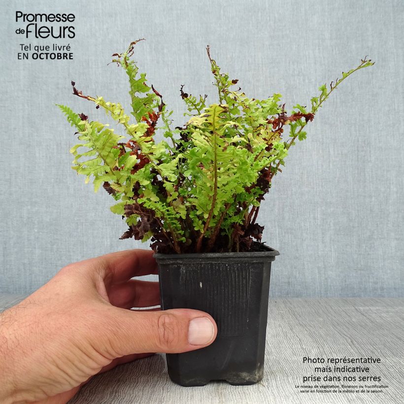 Spécimen de Dryopteris filix-mas Crispa Cristata - Fougère mâle Godet de 8/9 cm tel que livré en automne