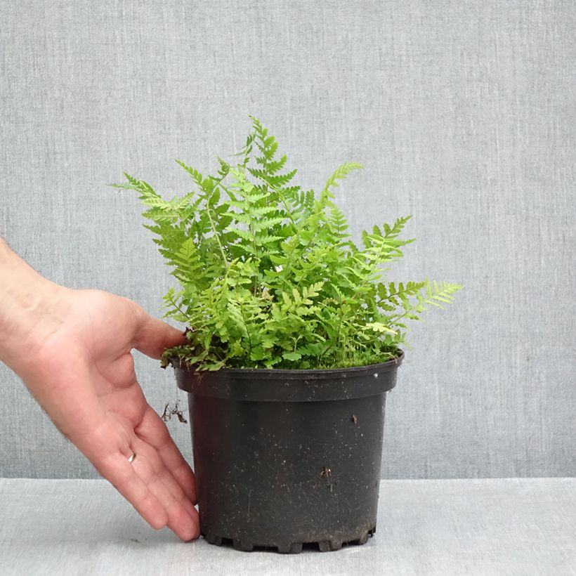 Spécimen de Dryopteris filix-mas - Fougère mâle Pot de 2L/3L tel que livré en automne
