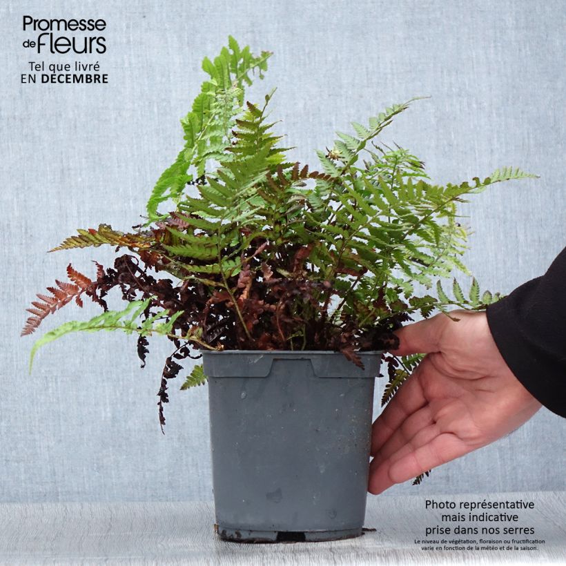 Spécimen de Dryopteris filix-mas - Fougère mâle Pot de 2L/3L tel que livré en hiver