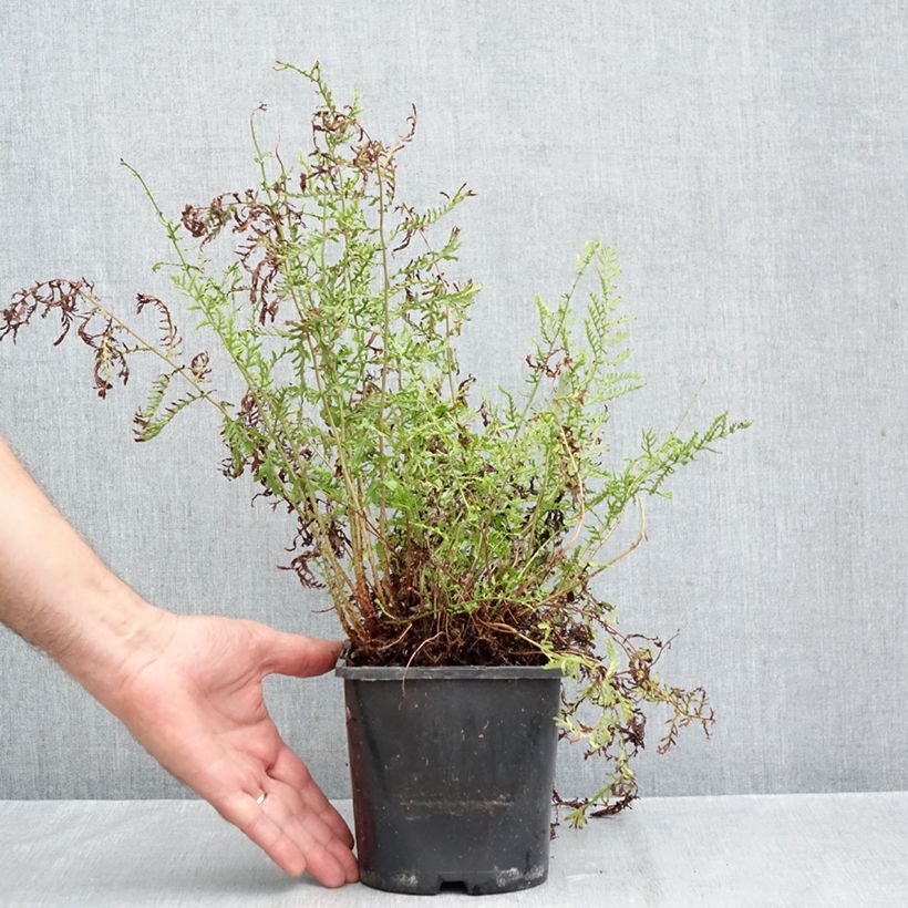Spécimen de Dryopteris filix-mas Linearis Polydactyla - Fougère mâle Pot de 2L/3L tel que livré en automne
