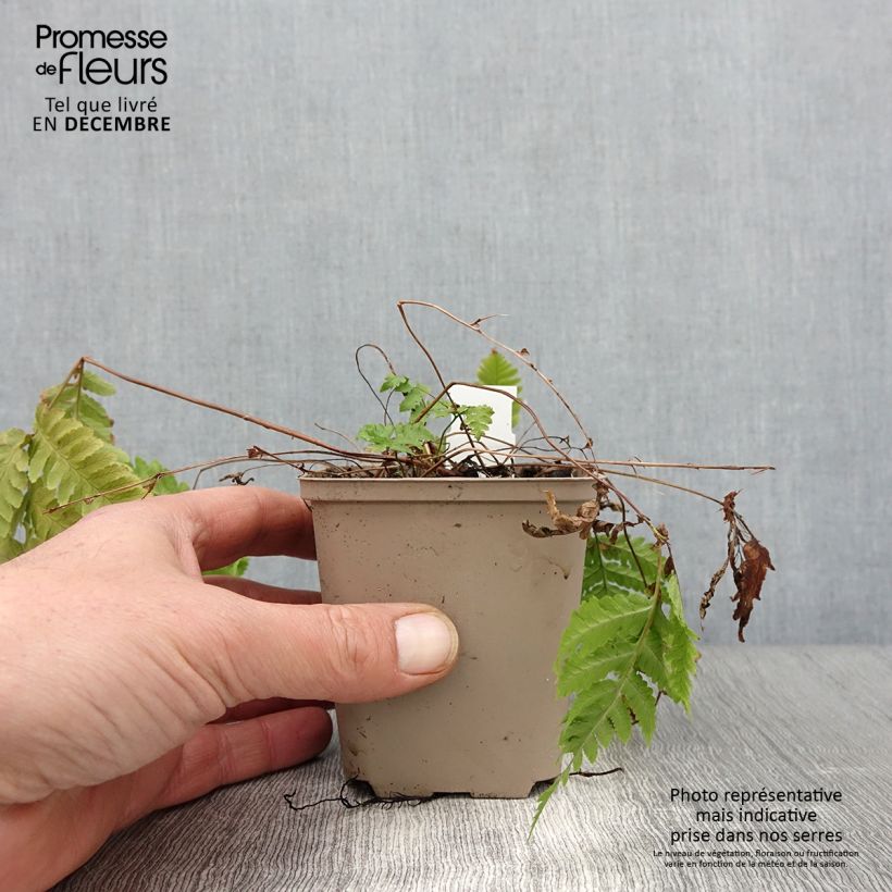 Spécimen de Dryopteris goldieana - Fougère Godet de 8/9 cm tel que livré en automne