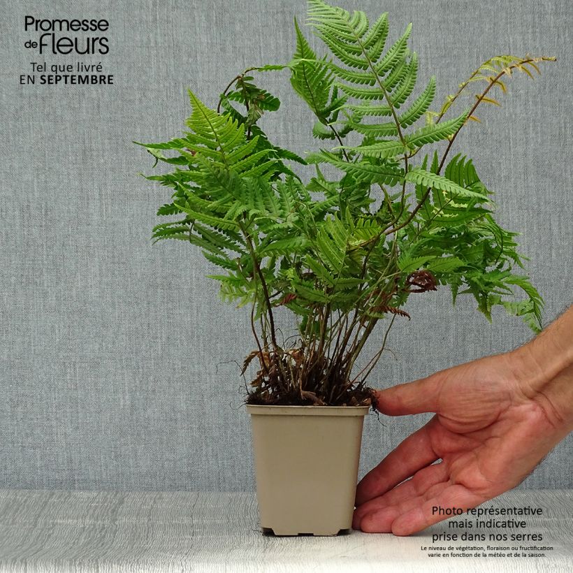 Spécimen de Dryopteris lepidopoda - Fougère Godet de 8/9 cm tel que livré en automne