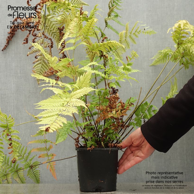 Spécimen de Dryopteris lepidopoda - Fougère Pot de 2L/3L tel que livré en hiver