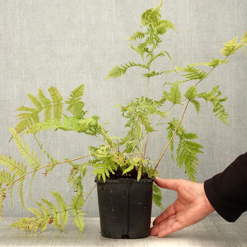 Spécimen de Dryopteris lepidopoda - Fougère Pot de 2L/3L tel que livré au printemps