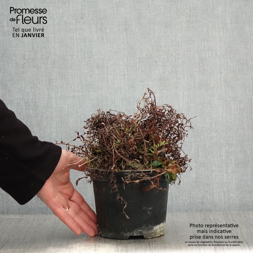 Spécimen de Dryopteris filix-mas Linearis Polydactyla - Fougère mâle Pot de 2L/3L tel que livré en hiver