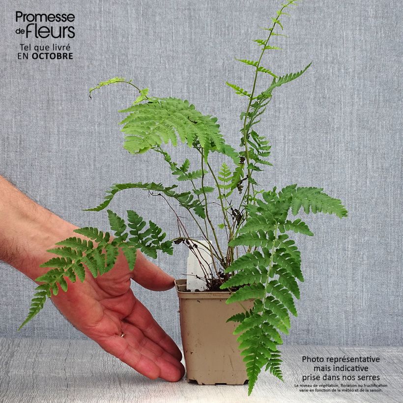 Spécimen de Dryopteris marginalis - Fougère Godet de 8/9 cm tel que livré en automne