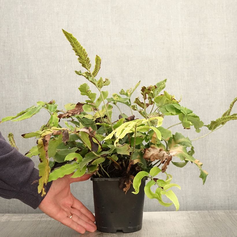 Spécimen de Dryopteris sieboldii - Fougère  Pot de 2L/3L tel que livré en automne