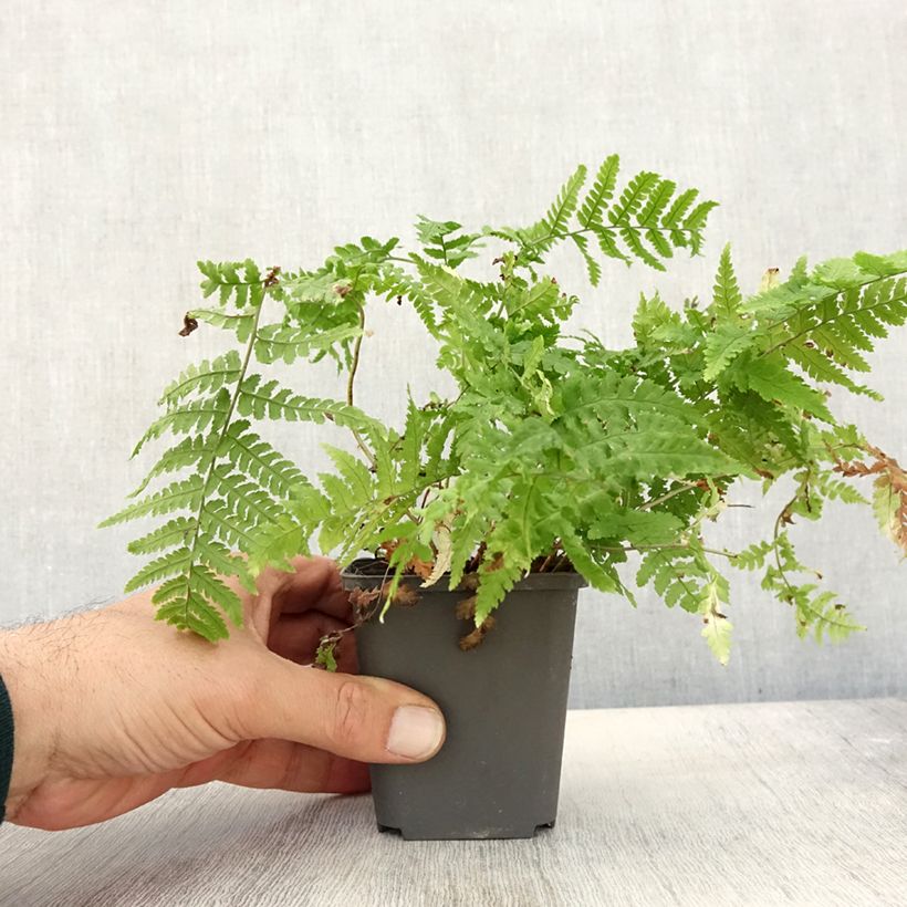 Spécimen de Dryopteris stewartii - Fougère Godet de 8/9 cm tel que livré en automne