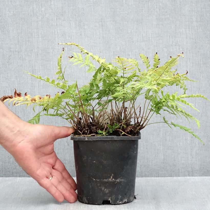 Spécimen de Dryopteris stewartii - Fougère Pot de 2L/3L tel que livré en automne