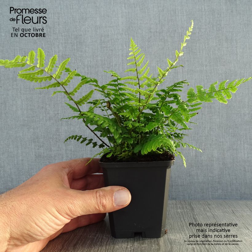Spécimen de Dryopteris wallichiana - Fougère Godet de 8/9 cm tel que livré en automne