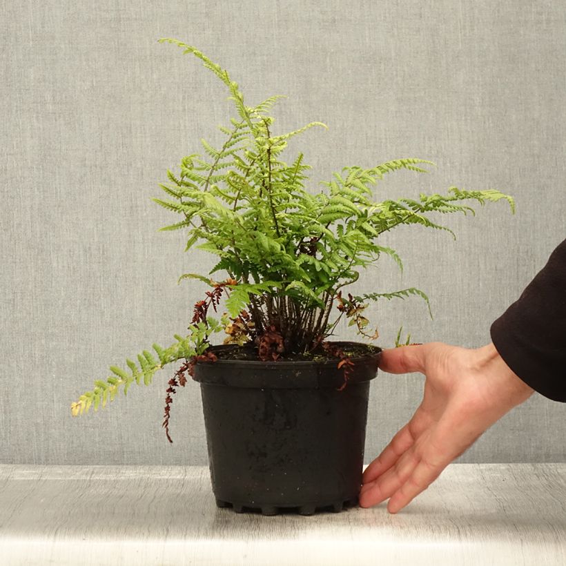 Spécimen de Dryopteris wallichiana - Fougère Pot de 2L/3L tel que livré en automne