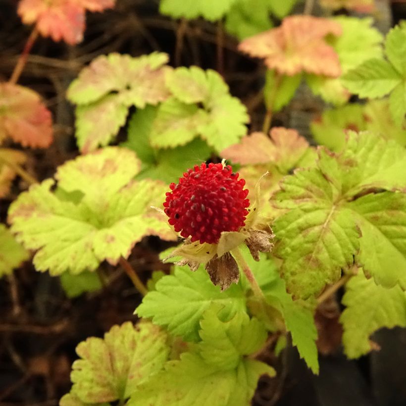 Duchesnea indica - Fraisier des Indes (Floraison)