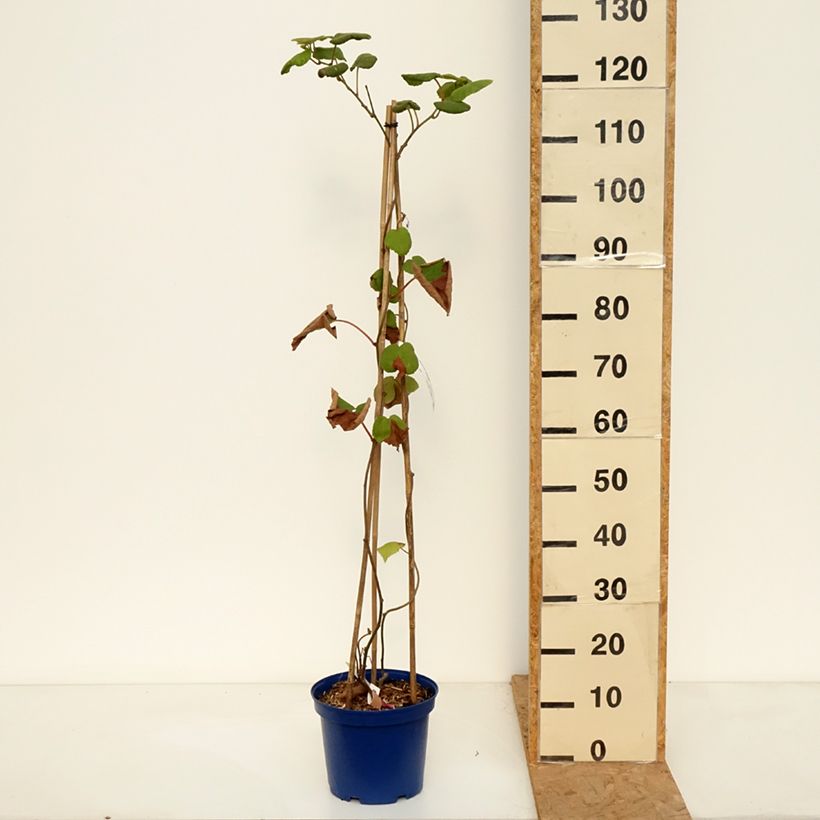 Spécimen de Duo Kiwis jaunes kiw'Happy mâle et femelle réunis dans un pot Pot de 4L/5L tel que livré en automne