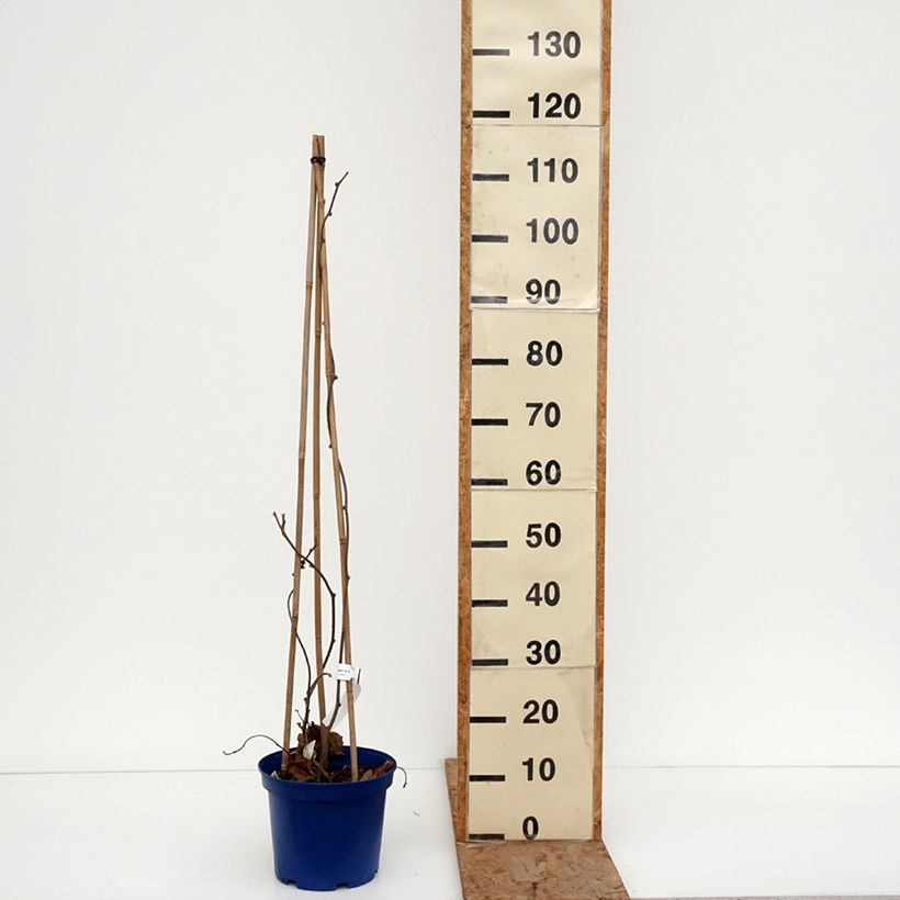 Spécimen de Duo Kiwis jaunes kiw'Happy mâle et femelle réunis dans un pot Pot de 4L/5L tel que livré en hiver