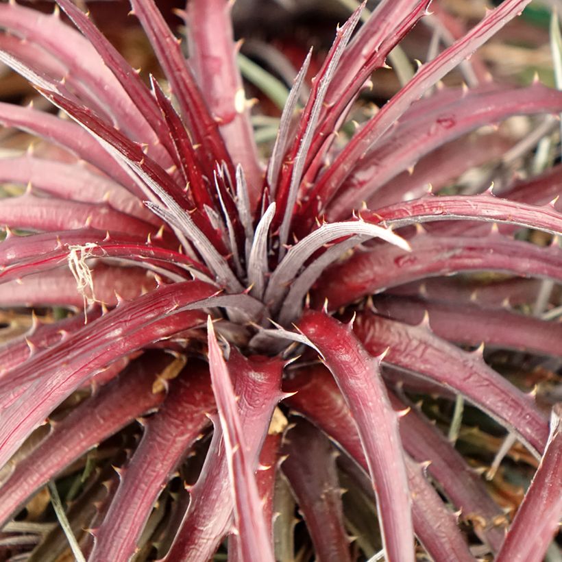 Dyckia Burgundy Ice - Broméliacée (Feuillage)